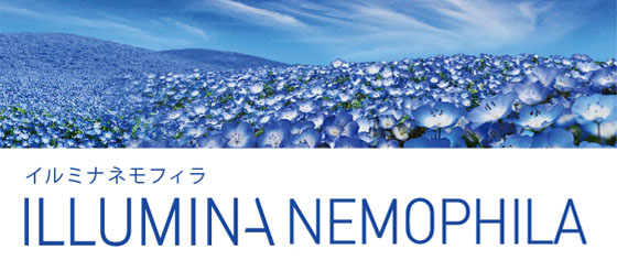 イルミナネモフィラ
